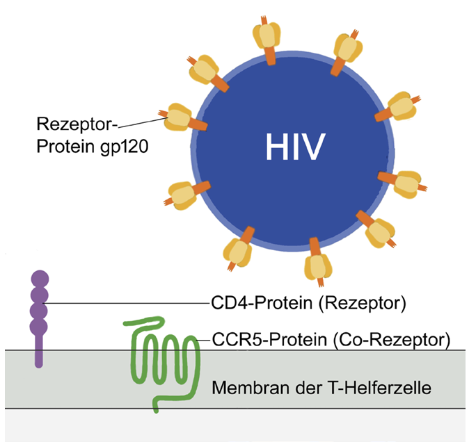 HIV-Partikel mit gp120-Proteinen und CD4/CCR5-Rezeptoren an einer T-Helferzelle
